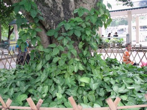 陰性植物|園藝｜40種耐陰植物，沒有光照也能活